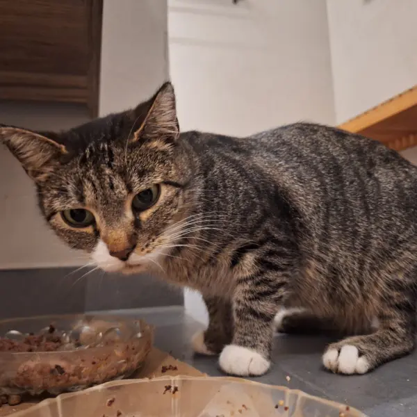 Whats App Bild 2025 10 15 um 20 52 42 09fdc3cd