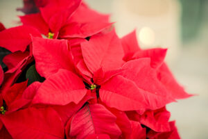 2024 Poinsettia 04000 Cosy Cottage Charm 45