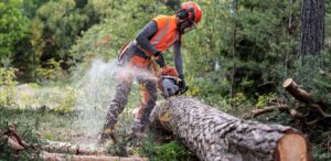 Motorsägen bei Waldecker in Boxberg