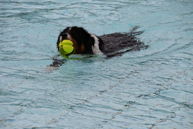 Hundeschwimmen im Freibad Lauda-Königshofen