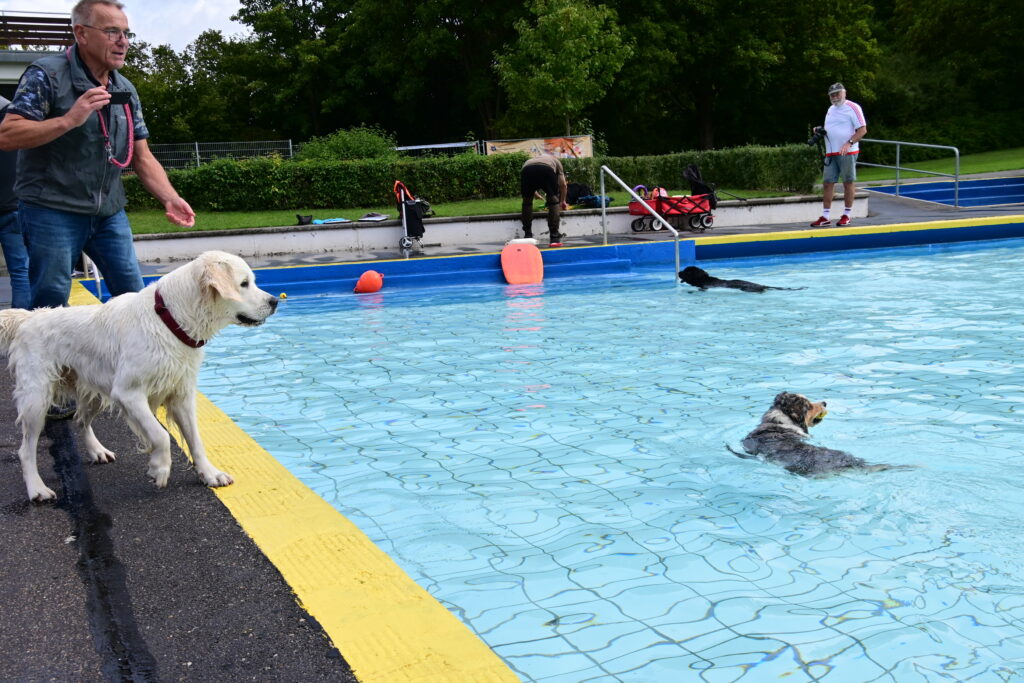 Hundeschwimmen im Freibad Lauda-Königshofen