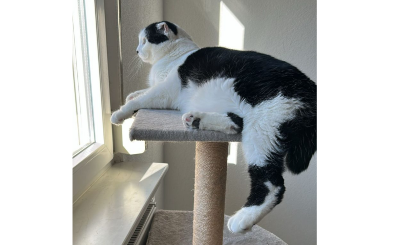 Katzen im Tierschutzverein Tauberbischofsheim